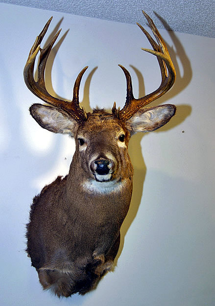 mounted deer head